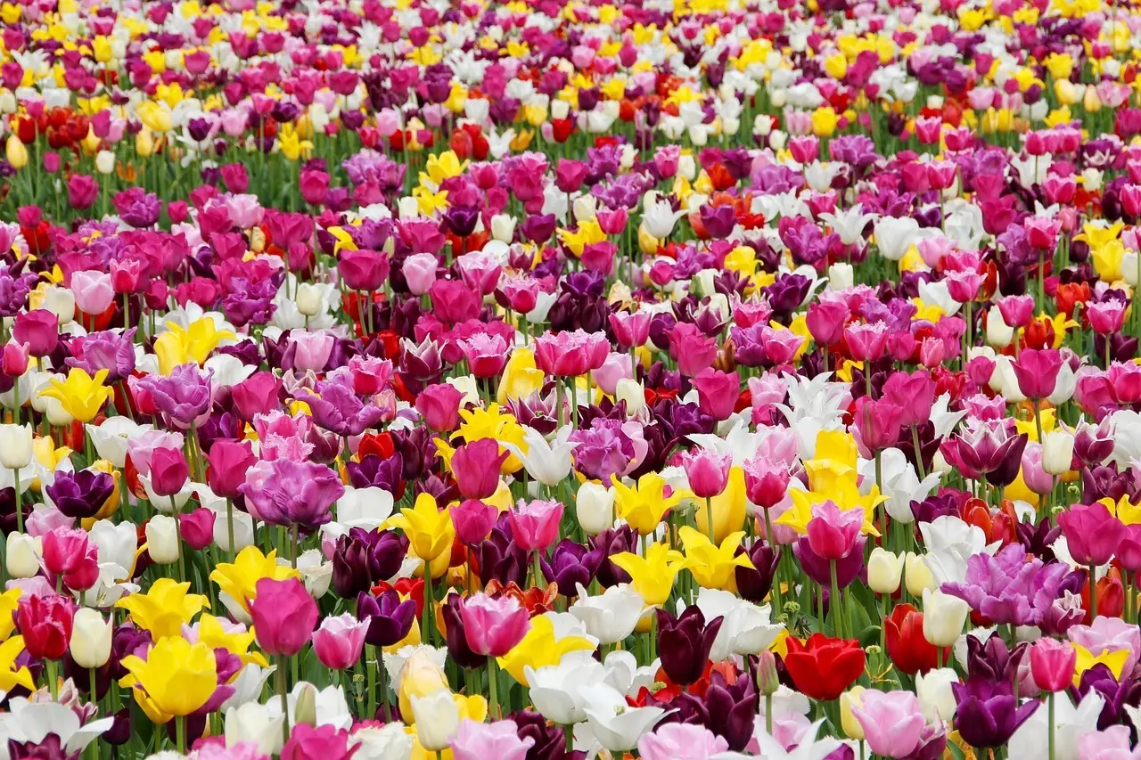 Farverige tulipaner i blomsterbed